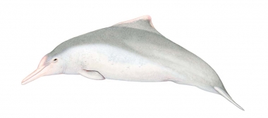 Image of Australian humpback dolphin (Sousa sahulensis) - Older adult male