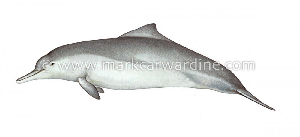 Australian humpback dolphin (Sousa sahulensis)