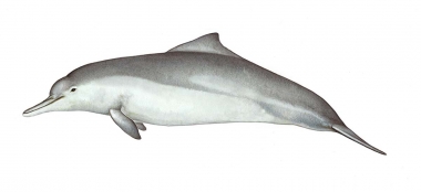 Image of Australian humpback dolphin (Sousa sahulensis) - Calf