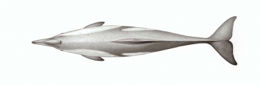 Image of Australian humpback dolphin (Sousa sahulensis) - Adult topside
