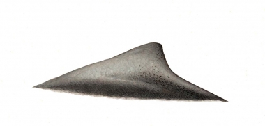 Image of Australian humpback dolphin (Sousa sahulensis) - Adult female dorsal fin