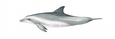 Image of Indo-Pacific bottlenose dolphin (Tursiops aduncus) - Adult