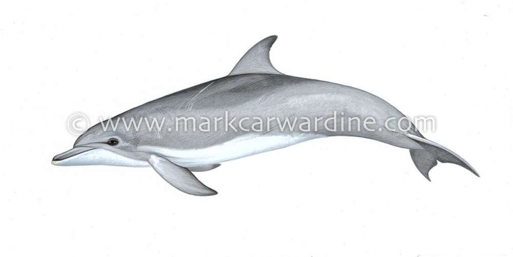 Indo-Pacific bottlenose dolphin (Tursiops aduncus)