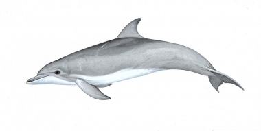 Image of Indo-Pacific bottlenose dolphin (Tursiops aduncus) - Adult variation