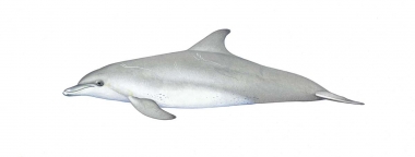 Image of Indo-Pacific bottlenose dolphin (Tursiops aduncus) - Adult variation