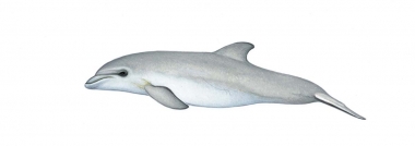 Image of Indo-Pacific bottlenose dolphin (Tursiops aduncus) - Calf