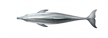 Image of Indo-Pacific bottlenose dolphin (Tursiops aduncus) - Adult topside