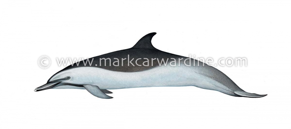 Pantropical spotted dolphin (Stenella attenuata)