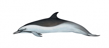 Image of Pantropical spotted dolphin (Stenella attenuata) - Adult offshore