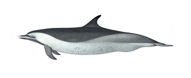 Image of Pantropical spotted dolphin (Stenella attenuata) - Adult coastal