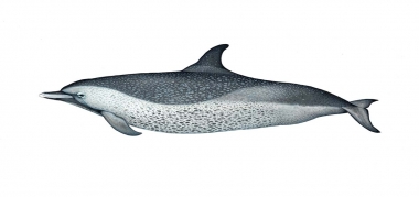 Image of Pantropical spotted dolphin (Stenella attenuata) - ‘Fused’ coastal adult variation