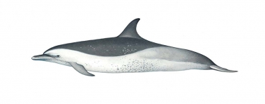 Image of Pantropical spotted dolphin (Stenella attenuata) - ‘Mottled’ young adult