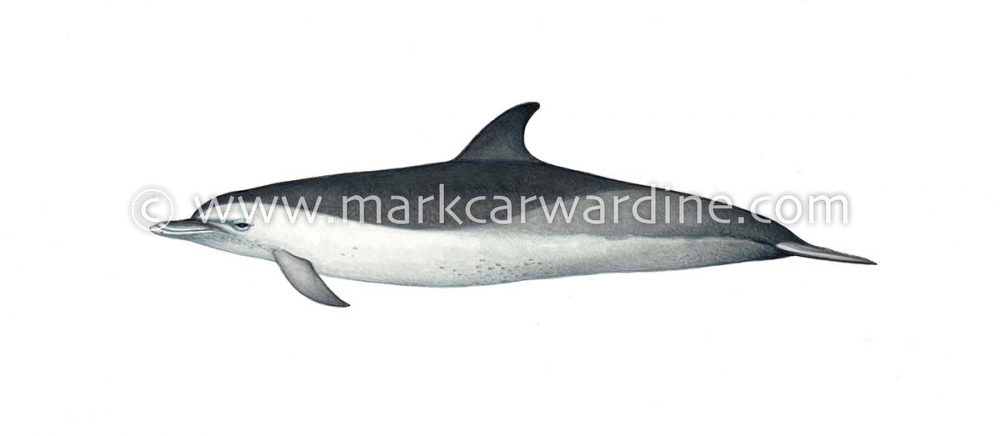 Pantropical spotted dolphin (Stenella attenuata)