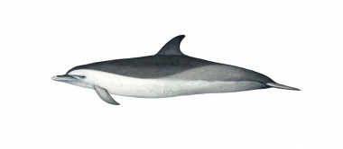 Image of Pantropical spotted dolphin (Stenella attenuata) - ‘Speckled’ juvenile