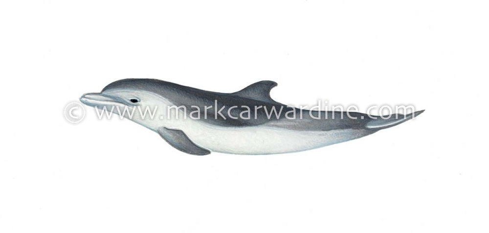 Pantropical spotted dolphin (Stenella attenuata)