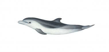 Image of Pantropical spotted dolphin (Stenella attenuata) - Calf