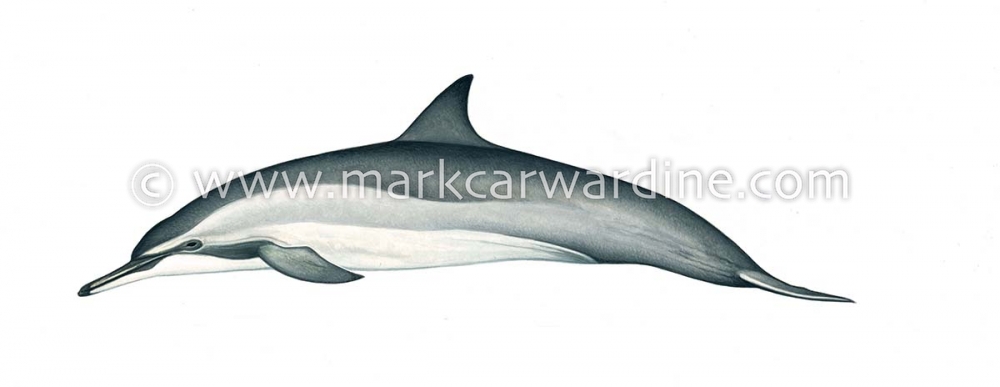 Spinner dolphin (Stenella  longirostris)