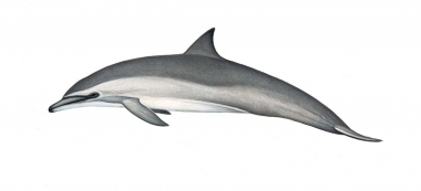 Image of Spinner dolphin (Stenella  longirostris) - Gray’s (Hawaiian) calf