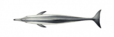 Image of Spinner dolphin (Stenella  longirostris) - Gray’s (Hawaiian) adult topside