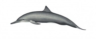 Image of Spinner dolphin (Stenella  longirostris) - Central American adult male