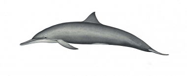 Image of Spinner dolphin (Stenella  longirostris) - Central American adult female