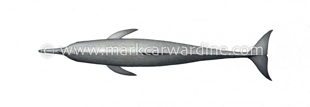Spinner dolphin (Stenella  longirostris)