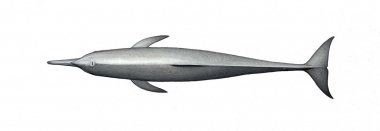 Image of Spinner dolphin (Stenella  longirostris) - Central American adult topside