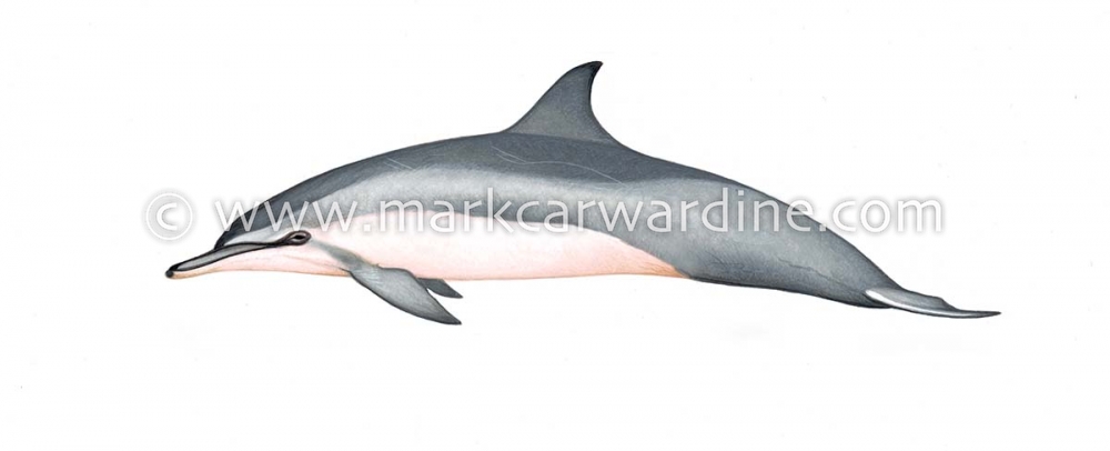Spinner dolphin (Stenella  longirostris)