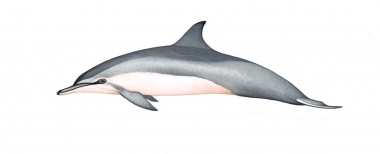 Image of Spinner dolphin (Stenella  longirostris) - Dwarf adult