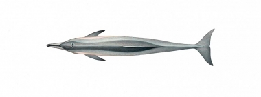 Image of Spinner dolphin (Stenella  longirostris) - Dwarf adult upperside