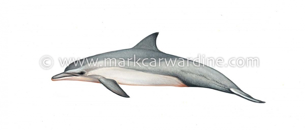 Spinner dolphin (Stenella  longirostris)