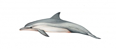 Image of Spinner dolphin (Stenella  longirostris) - Dwarf calf