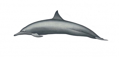 Image of Spinner dolphin (Stenella  longirostris) - Eastern adult female