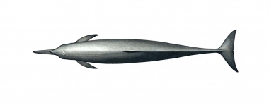 Image of Spinner dolphin (Stenella  longirostris) - Eastern adult topside