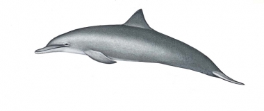 Image of Spinner dolphin (Stenella  longirostris) - Eastern calf