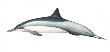 Image of Spinner dolphin (Stenella  longirostris) - Whitebelly adult male