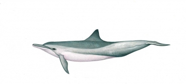 Image of Spinner dolphin (Stenella  longirostris) - Whitebelly calf