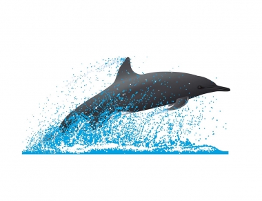 Image of Spinner dolphin (Stenella  longirostris) - Porpoising