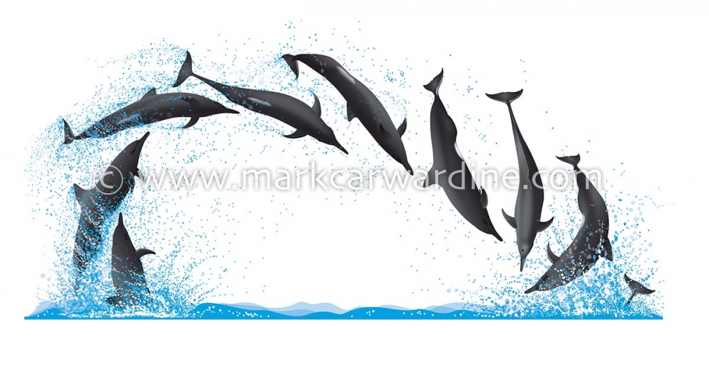 Spinner dolphin (Stenella  longirostris)