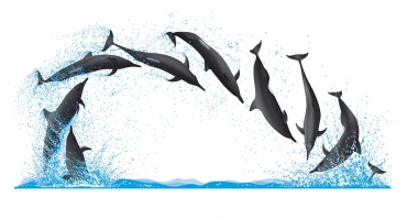 Image of Spinner dolphin (Stenella  longirostris) - Dive sequence