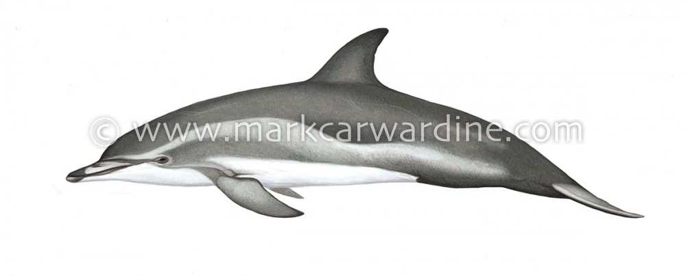Clymene dolphin (Stenella clymene)