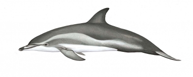 Image of Clymene dolphin (Stenella clymene) - Adult variation