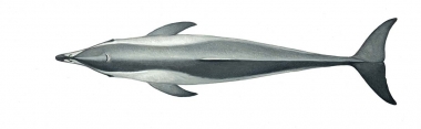 Image of Clymene dolphin (Stenella clymene) - Adult topside