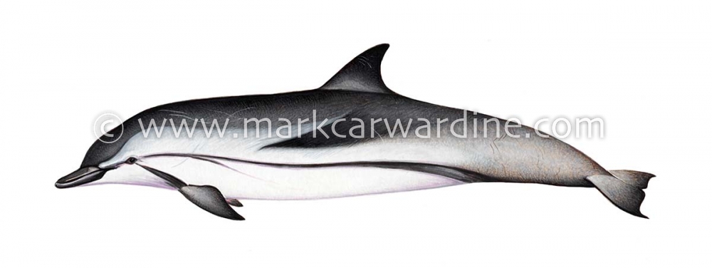 Striped dolphin (Stenella coeruleoalba)