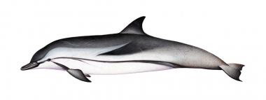 Image of Striped dolphin (Stenella coeruleoalba) - Adult