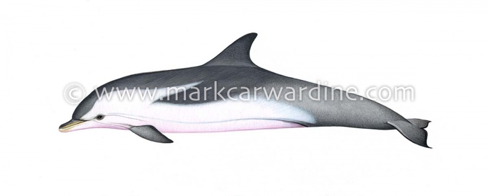 Striped dolphin (Stenella coeruleoalba)