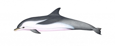 Image of Striped dolphin (Stenella coeruleoalba) - Immature