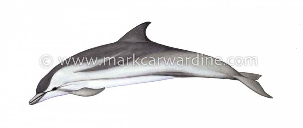 Striped dolphin (Stenella coeruleoalba)