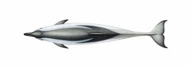 Image of Striped dolphin (Stenella coeruleoalba) - Adult topside