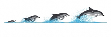 Image of Striped dolphin (Stenella coeruleoalba) - Dive sequence